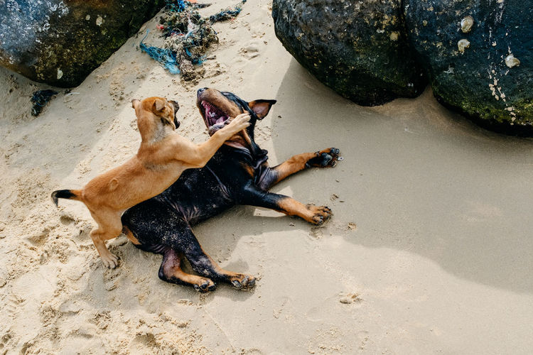 Two stray puppies playing at long beach on phu quoc island in vietnam