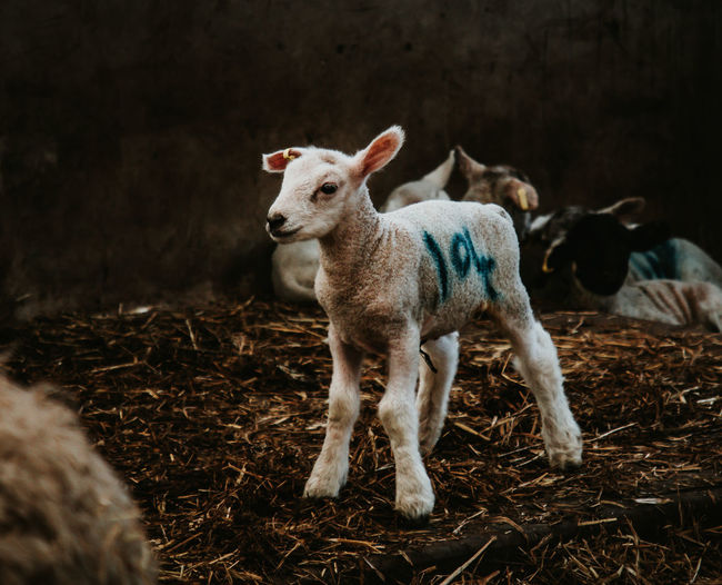 2020 newborn lamb on its feet