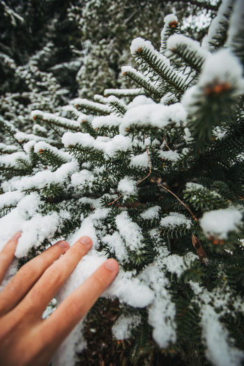 Cropped image of person hand on snow covered tree