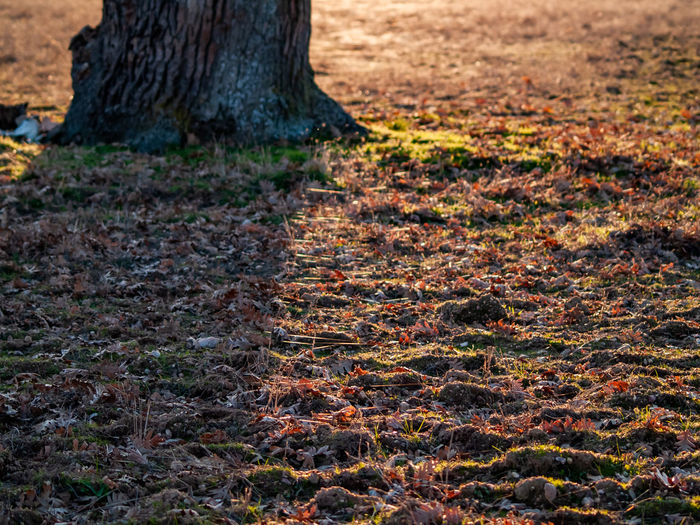 Sunlight falling on tree trunk in field