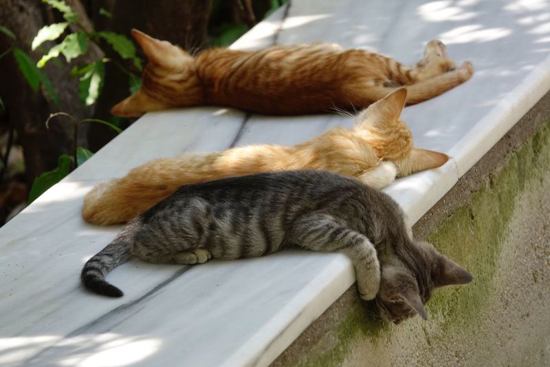 Cat sleeping outdoors