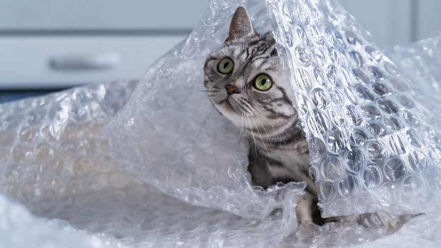 British shorthair silver tabby cat playing with bubble wrap