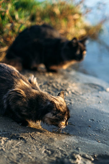 Two homeless stray tricolor and black cat on nature background. outdoor portrait of sad homeless