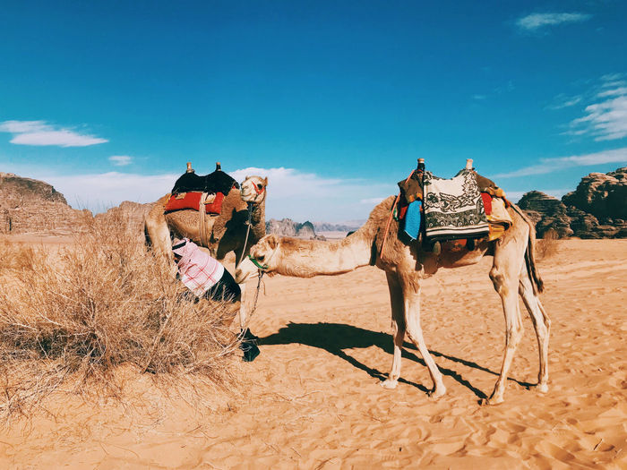 Resting camels