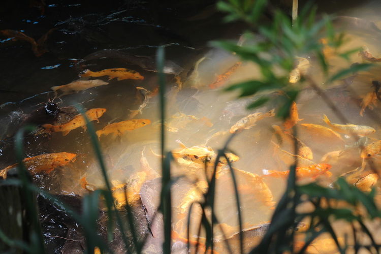 High angle view of orange koi carps swimming in pond