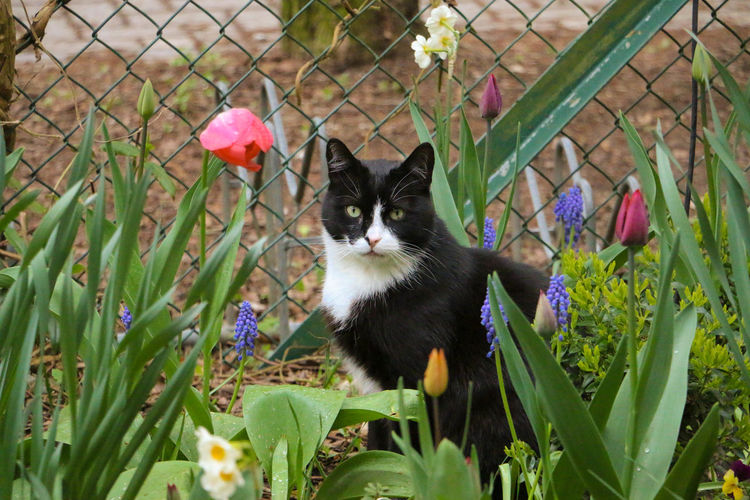 Portrait of cat on flower plants