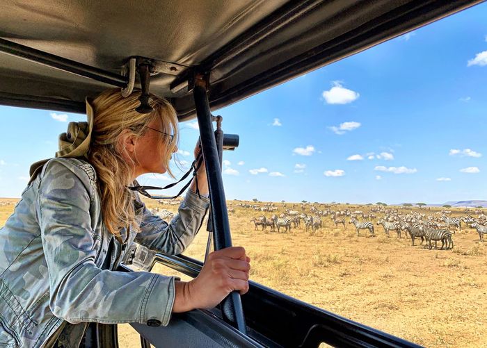 Woman looking at zebra while standing in jeep