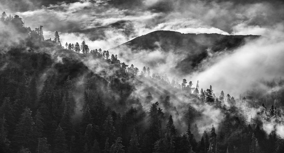 Scenic view of trees and mountain against cloudy sky during foggy weather