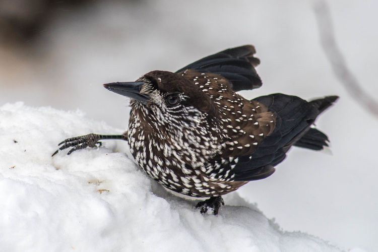 Close-up of a bird on snow