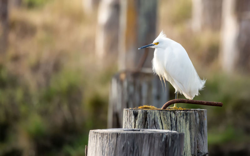 An egret poses on an old railroad piling.