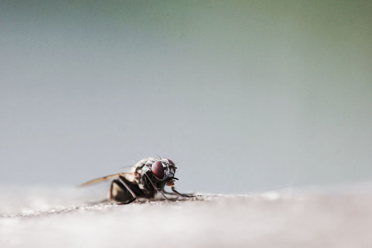 Close-up of housefly on rock