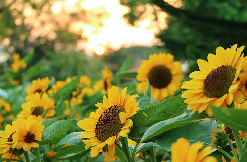 Uncountable vibrant yellow sunflowers in the field with sunlight sky in background