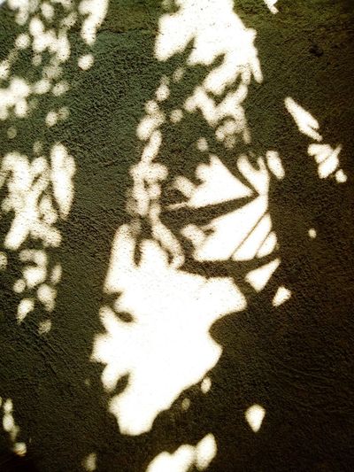 Shadow of sunlight on leaf