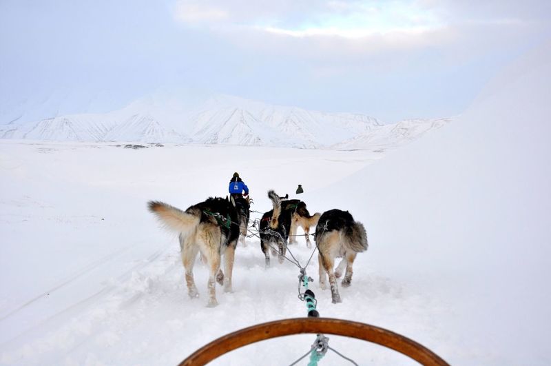 Siberian husky dogs on snowy field during winter