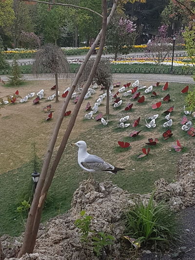 Birds perching on tree trunk