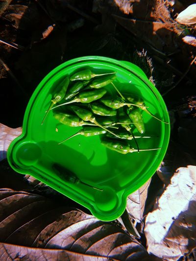 High angle view of green leaf in plastic