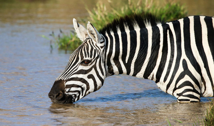 Side view of zebra standing against blurred background