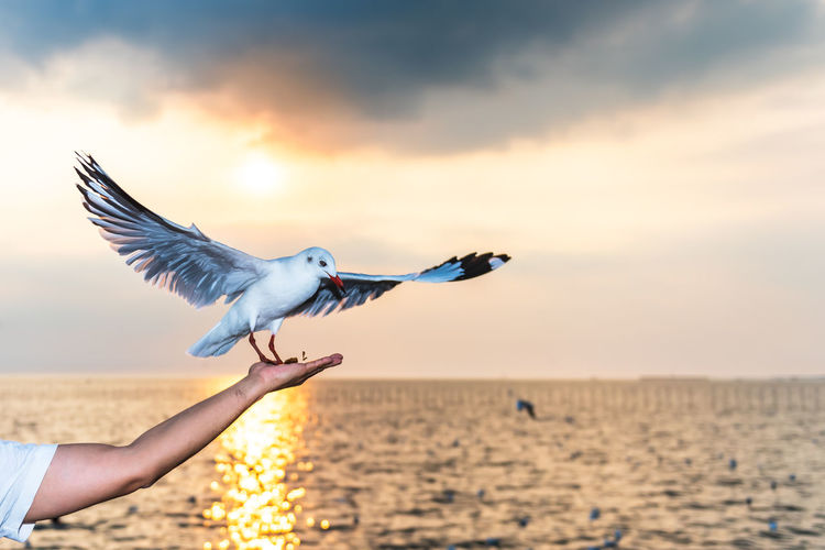 Low angle view of seagull flying over sea against sky