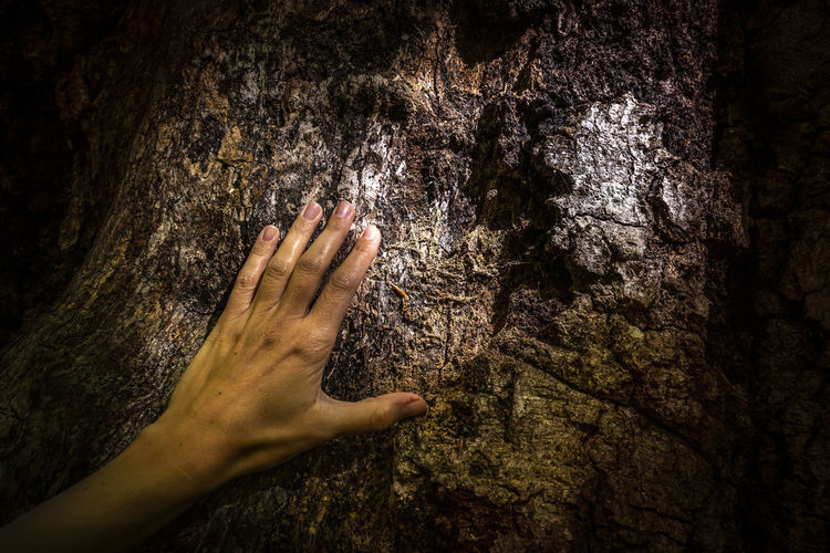 Close up of a female hand touching the bark of an old beech tree. nature concept.