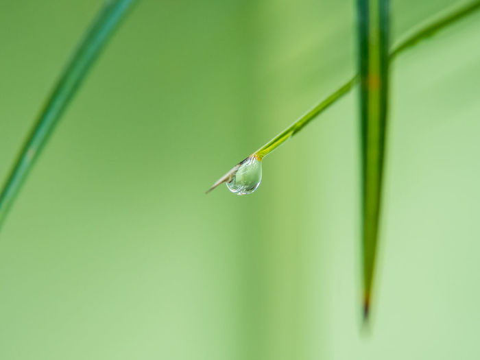 Close-up of water drop on grass