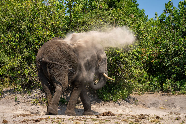 African elephant stands throwing dust over itself