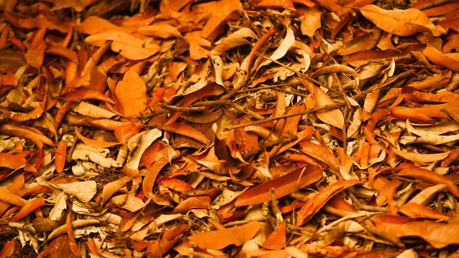 Full frame shot of dry leaves