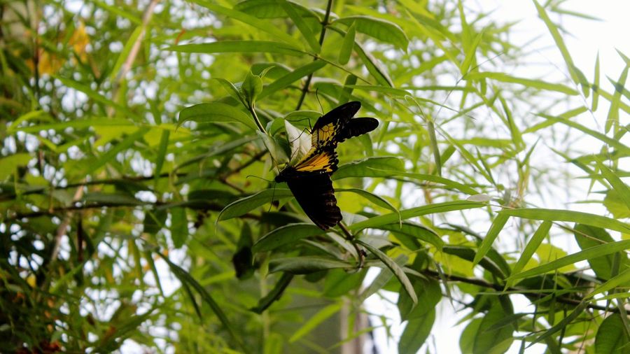 Low angle view of butterfly perching on leaf