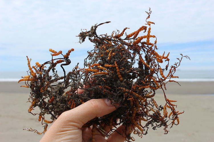 Close-up of hand holding crab at beach against sky