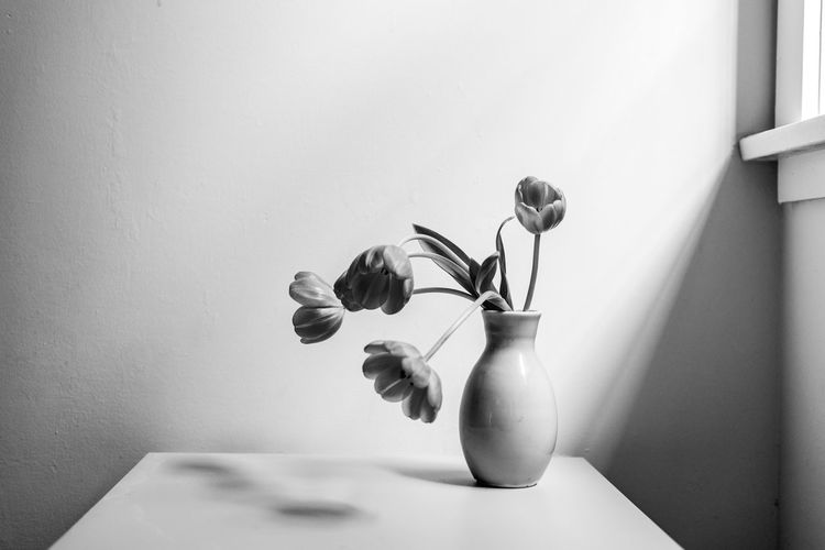 Close-up of white flowers in vase