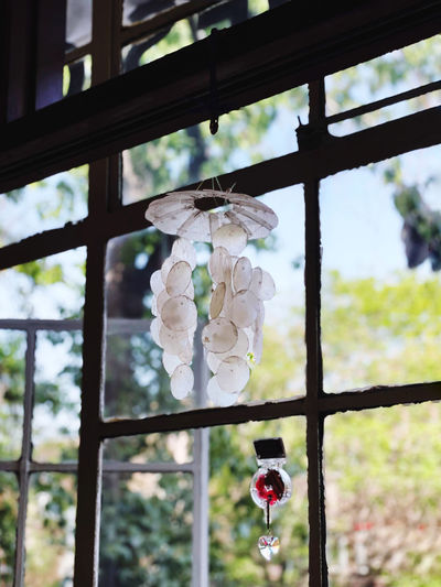 Close-up of white flower hanging on window