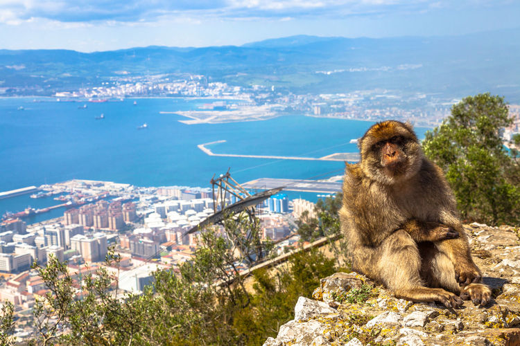 Monkey sitting on cliff