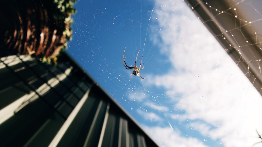 Low angle view of spider on web against sky