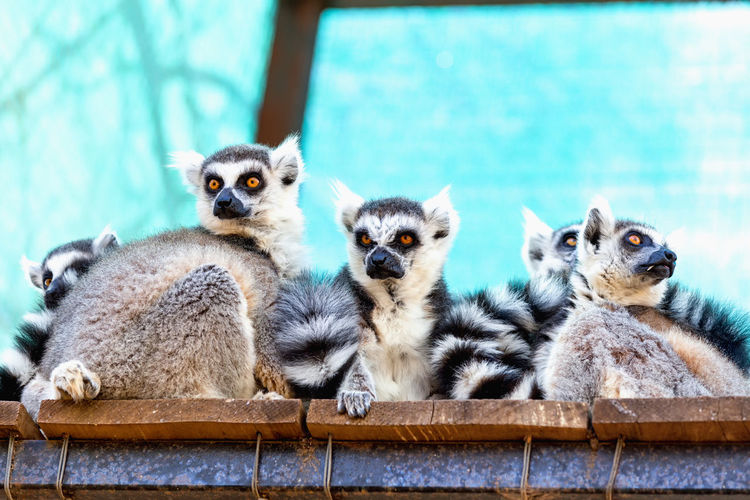 Low angle view of lemurs sitting in cage