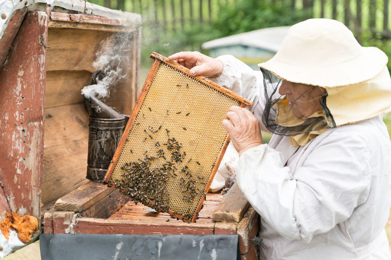 Beekeeper holding up tray of honeycomb at park