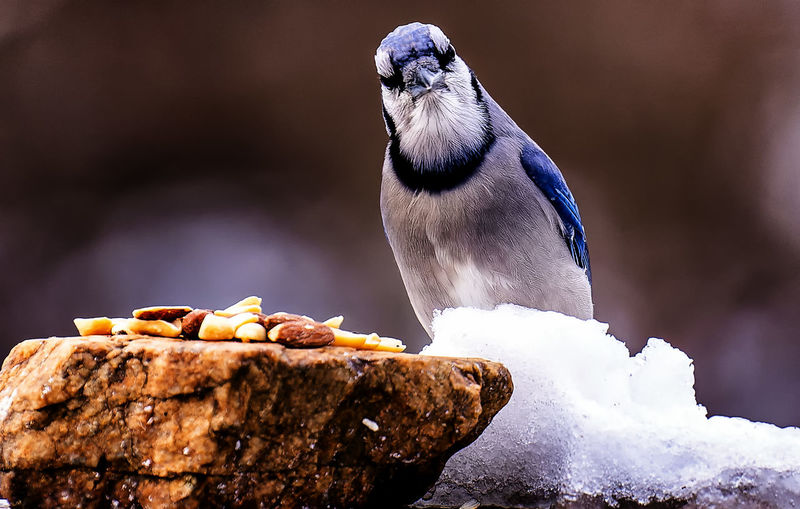 Bluejay gobbles down peanuts found on a rock