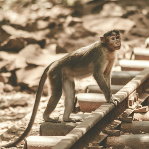 Side view of monkey on railroad track