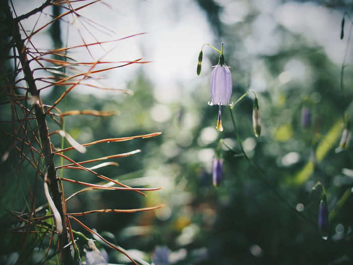 Close-up of purple flowers blooming outdoors