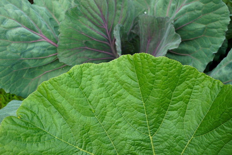 Full frame shot of green leaves