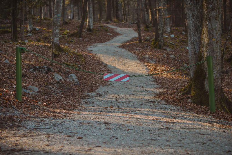 Road amidst trees in forest