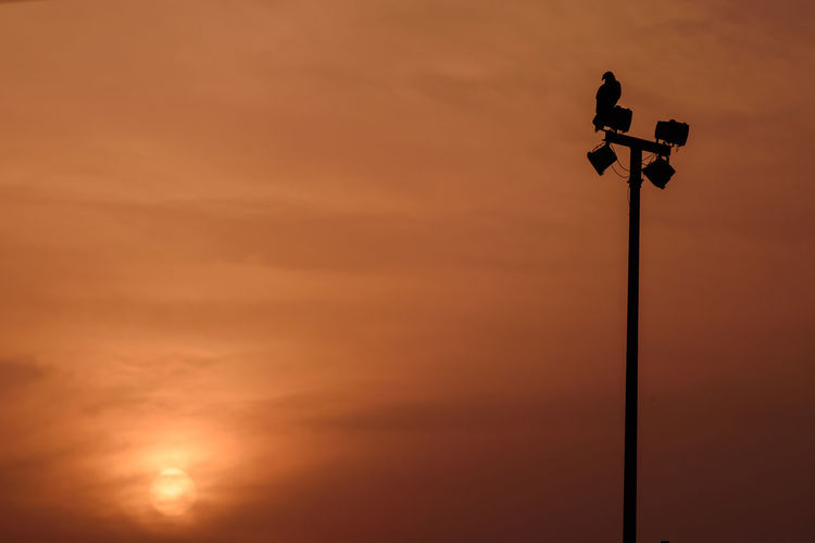 Low angle view of silhouette bird against sky during sunset