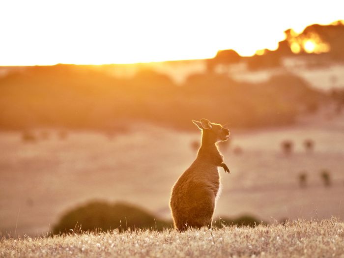 View of a kangaroo standing up against the sun