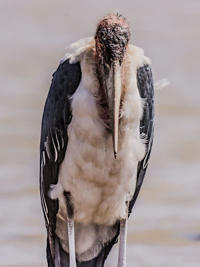 Close-up portrait of malibu bird 
