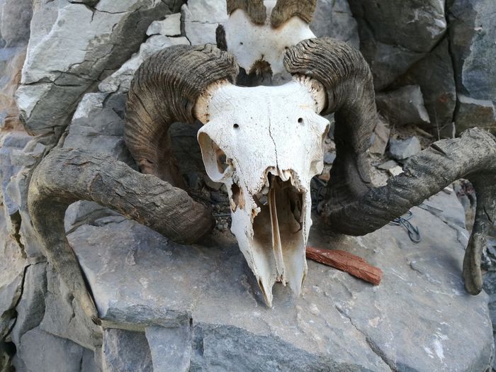 Close-up of animal skull on branches