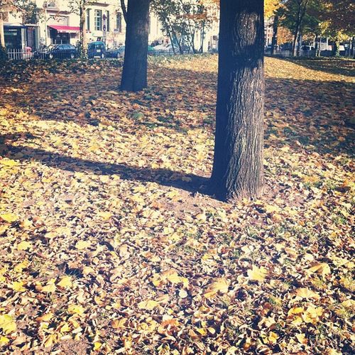 Fallen leaves on tree trunk