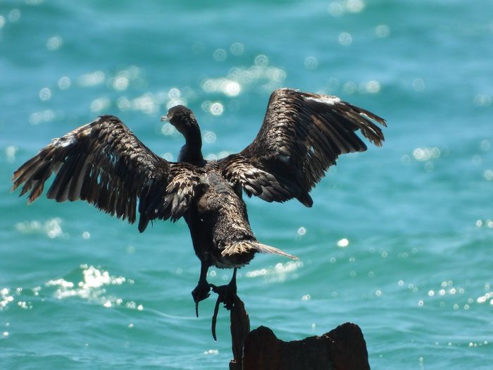 Black cormorant flying over sea