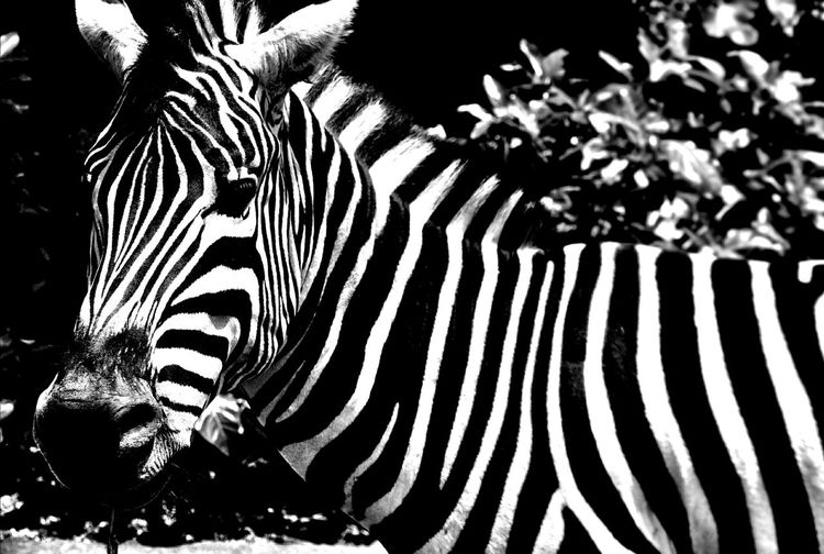 Close-up of zebra