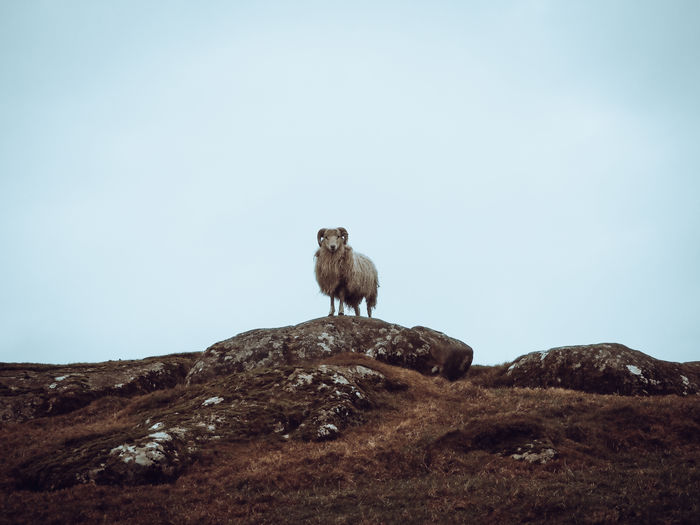 Low angle view of sheep bock perching on mountain against clear sky