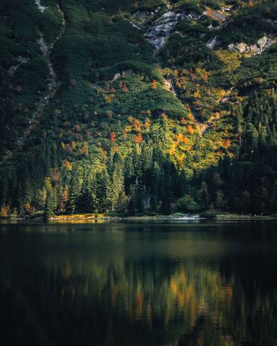 Scenic view of lake in forest during autumn