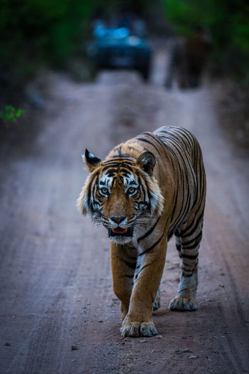 Full length of tiger walking with jeep in background on road