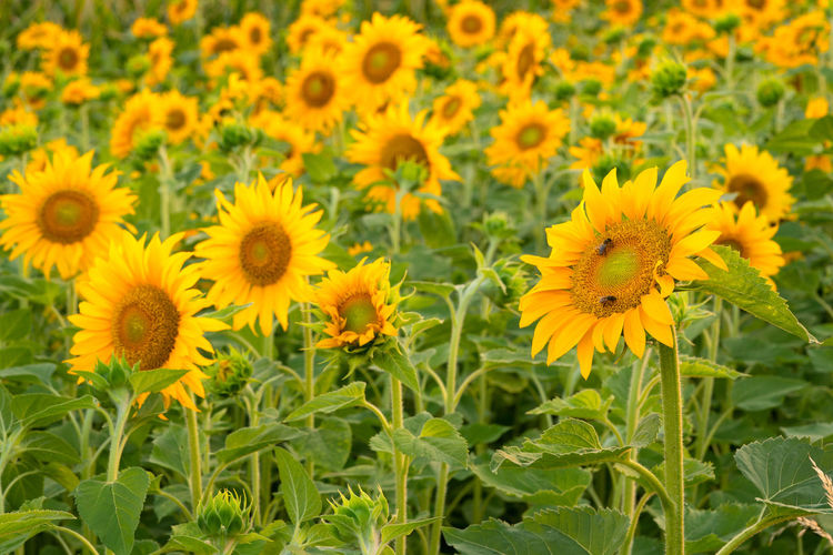 Close-up of yellow flowering sunflowers on field